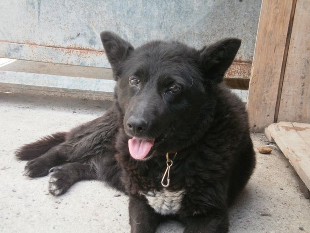 Babka Darka